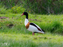 Canada Goose - Gęś Kanadyjska